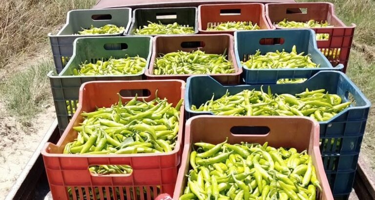 Σέρρες: Την ερχόμενη Τετάρτη η 10η γιορτή μπακάλικης πιπεριάς