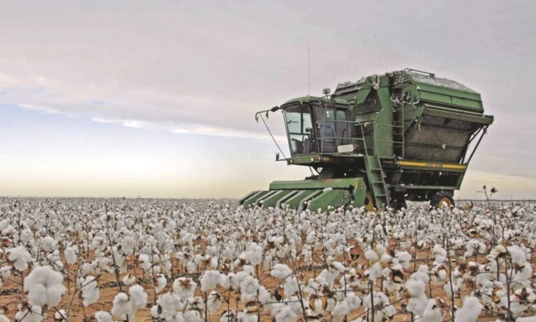 Ενημέρωση προς βαμβακοπαραγωγούς: Αυτός είναι ο ενδεδειγμένος τρόπος για προστασία της καλλιέργειας