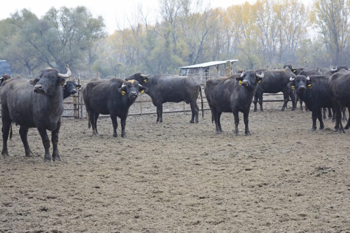 ΟΠΕΚΕΠΕ: Αδιέξοδο για Πάνω από 1.000 Κτηνοτρόφους Σπάνιων Φυλών