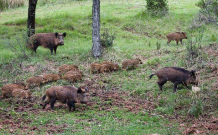 Γρεβενά: Τραυματισμένο αγριογούρουνο επιτέθηκε πισώπλατα σε κυνηγό – Νοσηλεύεται με 60 ράμματα
