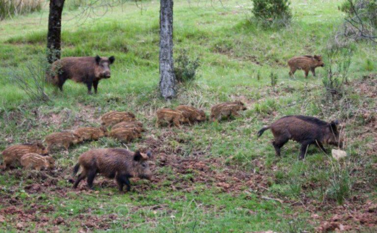 Γρεβενά: Τραυματισμένο αγριογούρουνο επιτέθηκε πισώπλατα σε κυνηγό – Νοσηλεύεται με 60 ράμματα