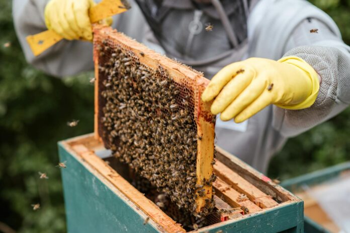 crop farmer taking honeycomb from beehive