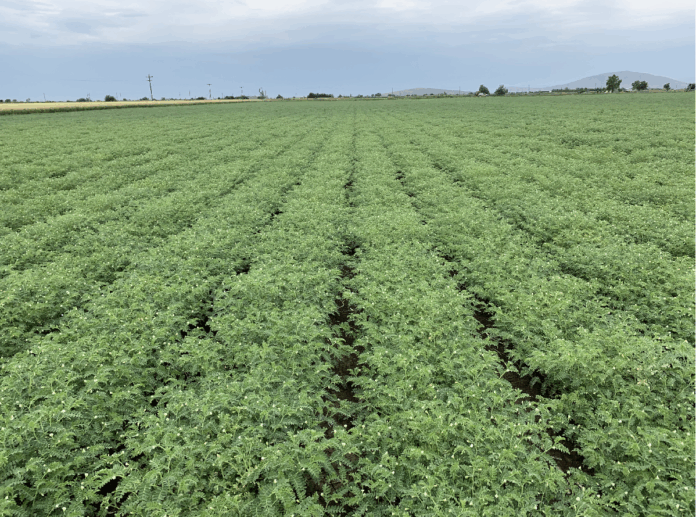 Ρεβίθια & Φασόλια: Ρεκόρ Παραγωγής 