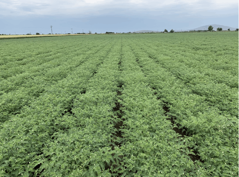 Ρεβίθια & Φασόλια: Ρεκόρ Παραγωγής “Βουλιάζει” τις Τιμές στην Αγορά