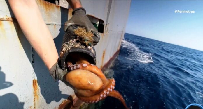 SOS για τον Θερμαϊκό: Ένα «Τείχος» από Χιλιάδες Παράνομες Παγίδες Αφανίζει τα Χταπόδια και Ρυπαίνει τον Βυθό