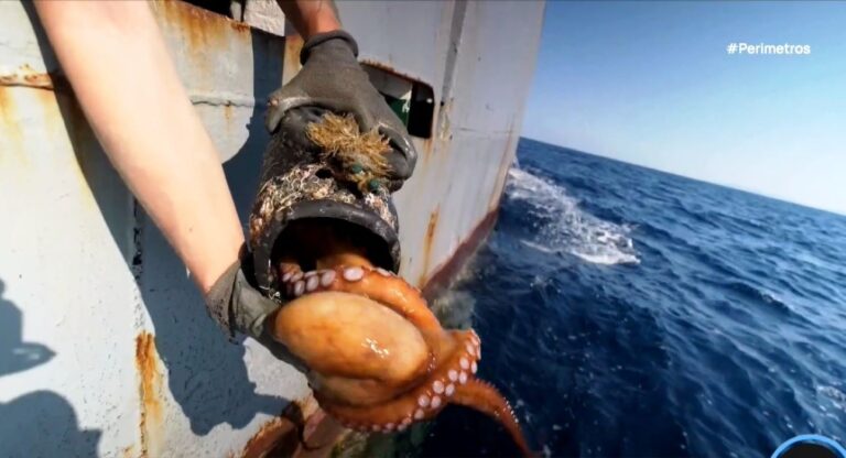 SOS για τον Θερμαϊκό: Ένα «Τείχος» από Χιλιάδες Παράνομες Παγίδες Αφανίζει τα Χταπόδια και Ρυπαίνει τον Βυθό