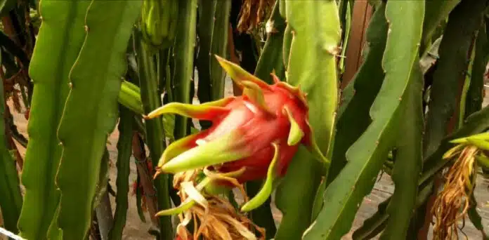 “DRAGON FRUIT” καλλιέργεια στην Καλαμάτα