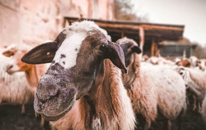 «Βόμβα» στην Καρδίτσα: Αποκάλυψη-Σοκ για Παράνομους Εμβολιασμούς κατά της Ευλογιάς – Το Σχέδιο Εκρίζωσης Κατέρρευσε, σε Κίνδυνο η Φέτα