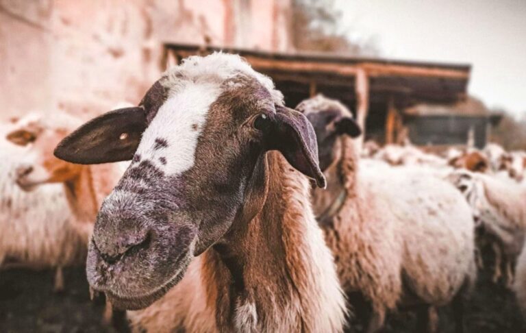 «Βόμβα» στην Καρδίτσα: Αποκάλυψη-Σοκ για Παράνομους Εμβολιασμούς κατά της Ευλογιάς – Το Σχέδιο Εκρίζωσης Κατέρρευσε, σε Κίνδυνο η Φέτα
