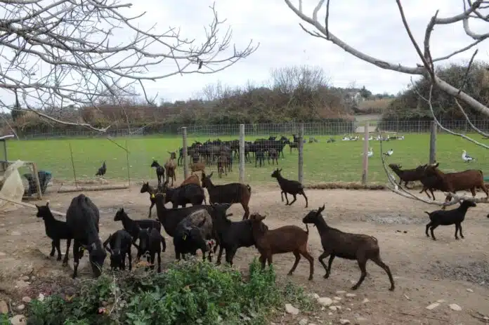 Ευλογιά: Σε Λειτουργία οι Σταθμοί Απολύμανσης – Η Ύστατη Προσπάθεια για να Αποφευχθεί το Γενικευμένο Lockdown