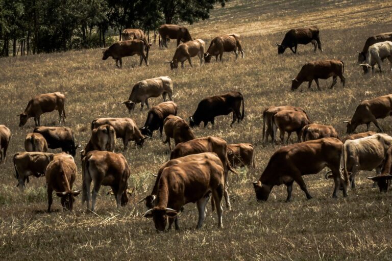 «Φωτιά» στο Μοσχαρίσιο Κρέας: Προς τα 20€ το Κιλό «Βλέπουν» οι Κρεοπώλες – Οι Λόγοι πίσω από την Εκτόξευση των Τιμών