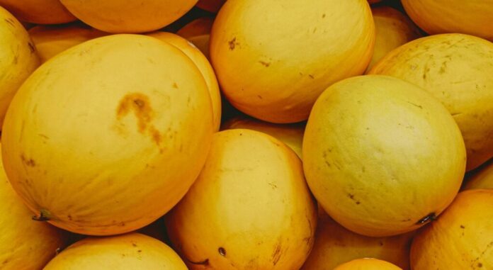 «Χρυσή Κεφαλή»: Το Απίστευτο Πεπόνι του Τυχερού Έβρου που Συγκομίζεται τον Σεπτέμβριο και Τρώγεται μέχρι το Πάσχα