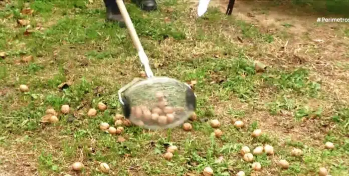Η συγκομιδή των καρυδιών στο Γεφυρούδι Σερρών