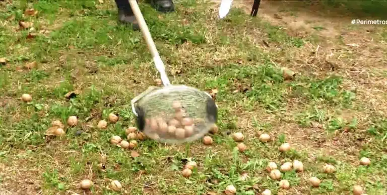 Η συγκομιδή των καρυδιών στο Γεφυρούδι Σερρών