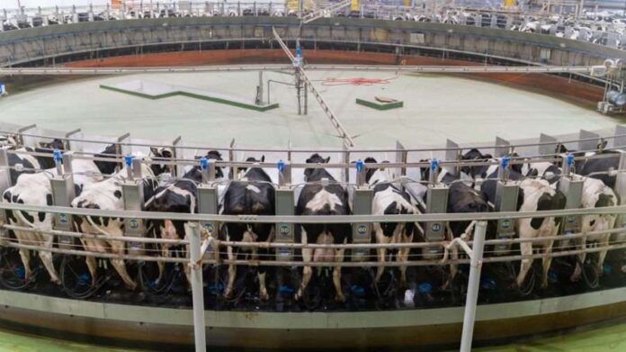 Κτηνοτροφική Μονάδα-«Μαμούθ» στην Έρημο: Η Αλγερία Φιλοδοξεί να Βάλει 270.000 Αγελάδες στη Σαχάρα με Επένδυση 3,5 δισ. Δολαρίων