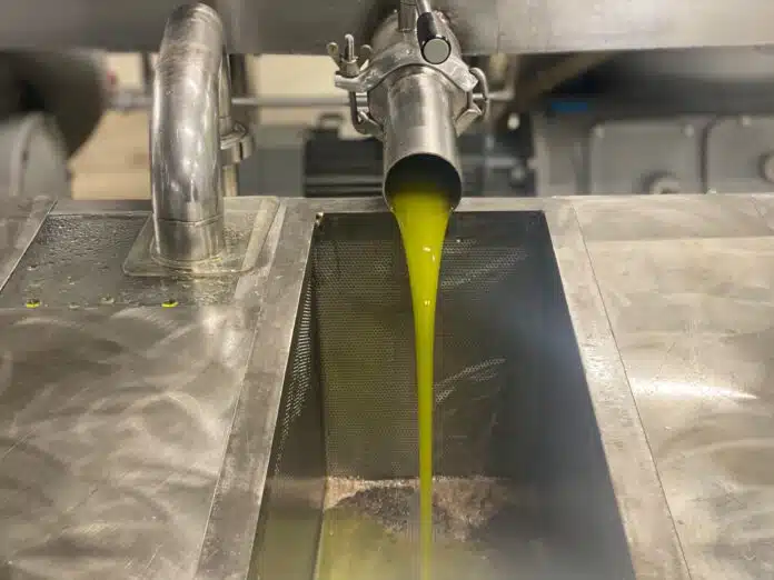 Δραματική Πρόβλεψη για Μεσσηνία: «Βουτιά» άνω του 50% στην Παραγωγή Ελαιολάδου – Η Τιμή-«Κόκκινη Γραμμή» για την Επιβίωση