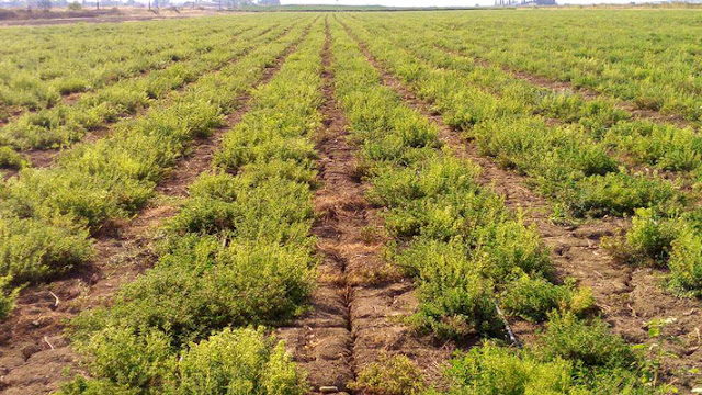 Η Ρίγανη «κατακτά» τα Φάρσαλα: 5.000 στρέμματα με άρωμα Ελλάδας στον θεσσαλικό κάμπο