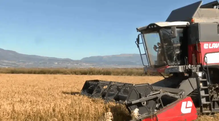 Ο «Λευκός Χρυσός» των Σερρών Είναι Έτοιμος: Ξεκίνησε η «Ιεροτελεστία» Αλωνισμού για το Περίφημο Ρύζι Καρολίνα