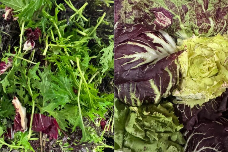 Η Κλιματική Αλλαγή «Ζεσταίνει» τον Βορρά: Η Απίστευτη Ιστορία Ιρλανδών Αγροτών που Καλλιεργούν Γλυκοπατάτες