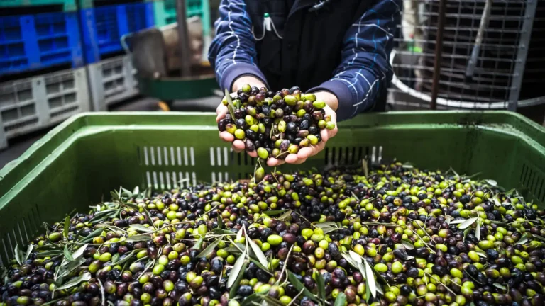 Ελαιόλαδο 2025: Τιμές σταθερές στα ράφια με μικρές διακυμάνσεις