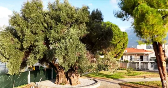 2. Περιεχόμενο Άρθρου (Έτοιμο προς Δημοσίευση) (Προτεινόμενη Κεντρική Εικόνα: Μια εντυπωσιακή φωτογραφία της «Μάνας Ελιάς» που να δείχνει το μέγεθος του κορμού της, ίσως με ανθρώπους γύρω της για σύγκριση μεγέθους.) «Μάνα Ελιά»: Το Ζωντανό Μνημείο της Καλαμάτας που Ζει 1.733 Χρόνια – Η Ελιά που Νίκησε τη Φωτιά του Ιμπραήμ και «Γέννησε» τον Ελαιώνα