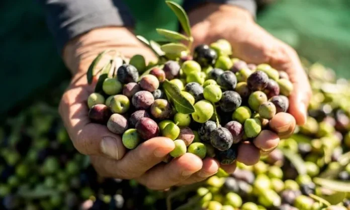 SOS για την Ποιότητα: Έρχονται Αυστηρά Όρια για τους Υδρογονάνθρακες – Πώς να Προστατέψετε το Ελαιόλαδό σας από την «Αόρατη» Επιμόλυνση