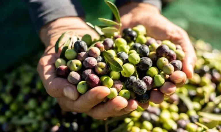 SOS για την Ποιότητα: Έρχονται Αυστηρά Όρια για τους Υδρογονάνθρακες – Πώς να Προστατέψετε το Ελαιόλαδό σας από την «Αόρατη» Επιμόλυνση