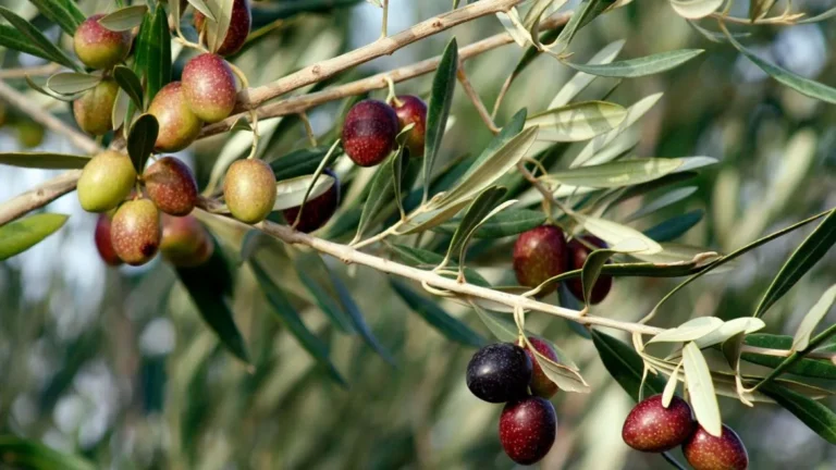 Εικόνες Εγκατάλειψης στην Κρήτη: Παραγωγοί Αφήνουν τις Ελιές «Αμάζωχτες» – Η Σκληρή Αριθμητική που «Πληγώνει» τον Ελαιώνα