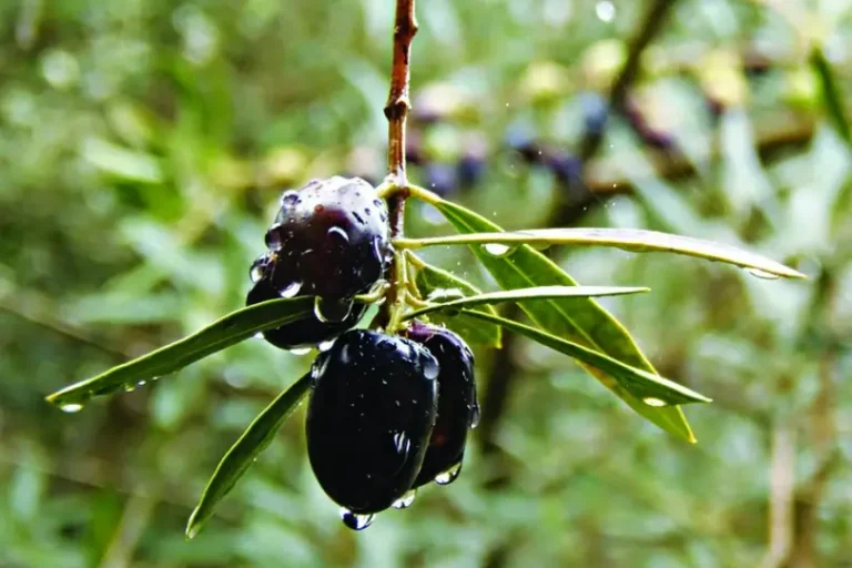 Το «Χρυσό» Λάθος: Γιατί δεν Πρέπει ΠΟΤΕ να Μαζεύουμε τις Ελιές Αμέσως Μετά τη Βροχή