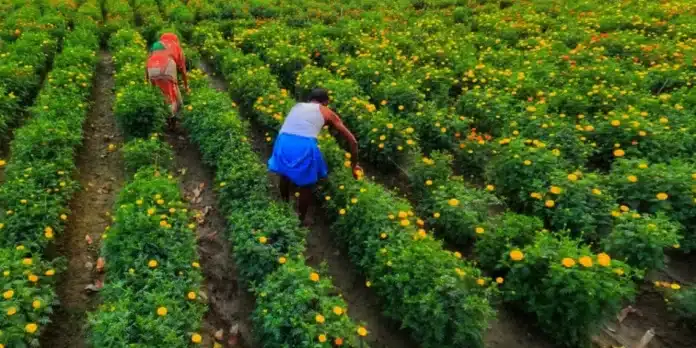 ΕΘΕΑΣ: Έναρξη υλοποίησης της Ελληνοαιγυπτιακής Συμφωνίας για τη μετάκληση εργατών γης