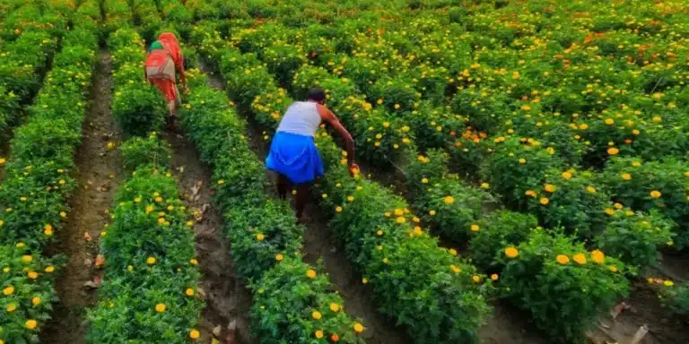 «Ανάσα» στα Χωράφια: Ξεκινά η Υλοποίηση της Συμφωνίας με Αίγυπτο – Πώς θα Έρθουν οι Πρώτοι 5.000 Εργάτες Γης