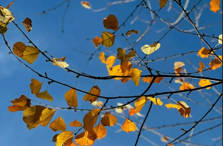 Καιρός: «Άνοιξη» Νοεμβρίου με 23άρια και αφρικανική σκόνη – Από Δευτέρα αλλάζει το σκηνικό