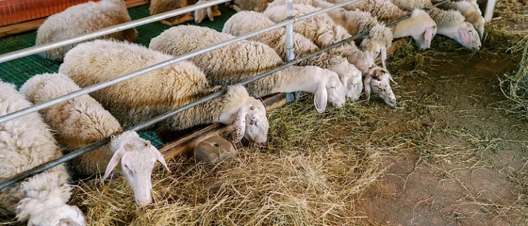 SOS από ΟΠΕΚΕΠΕ: Τελεσίγραφο έως την Παρασκευή 21/11 για το Χειρόγραφο Μητρώο – Ποιοι Κινδυνεύουν να Χάσουν την Προκαταβολή