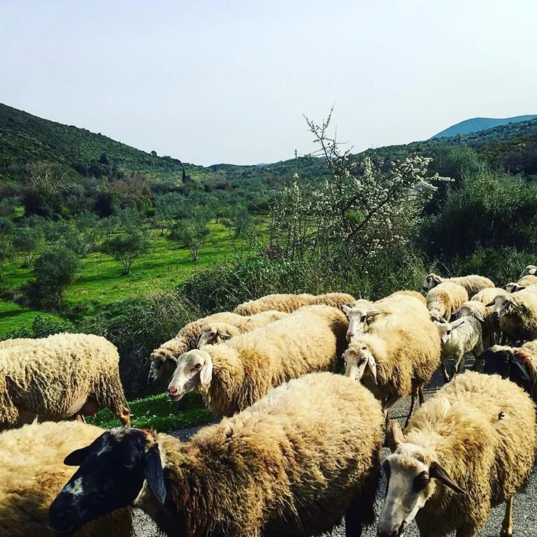 «Φρένο» σε κατασχέσεις και πλειστηριασμούς για τους κτηνοτρόφους – Ποιους καλύπτει η τροπολογία