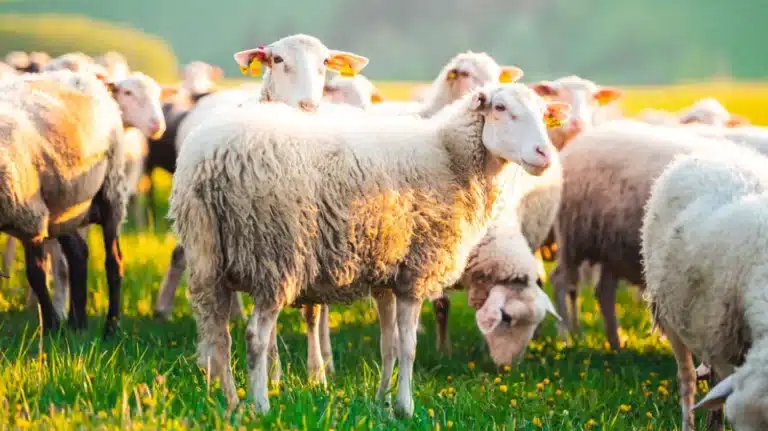 Σε ΦΕΚ η Αποζημίωση για την Ευλογιά: 70€ και 35€ ανά Ζώο για Απώλεια Εισοδήματος – Ποιοι Μένουν Εκτός Ενίσχυσης