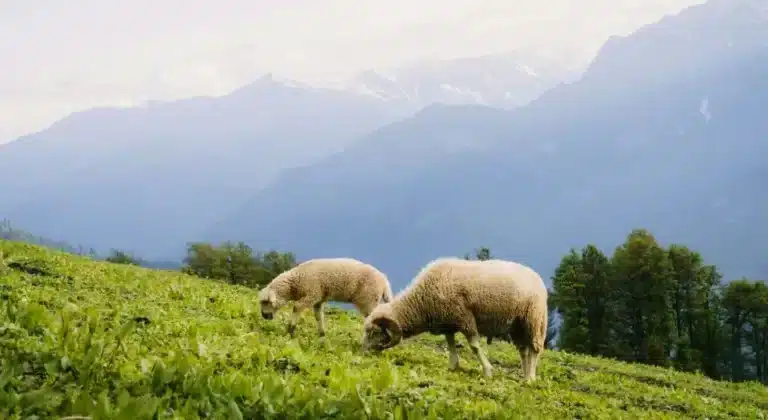 «Ταμείο» για τους Κτηνοτρόφους: Πιστώνεται Τώρα η Εξόφληση (30%) της «Παλιάς» Βιολογικής Κτηνοτροφίας