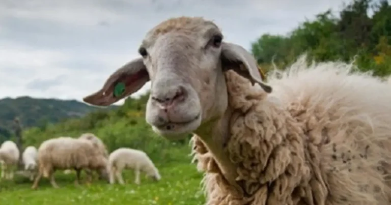 ΠΟΓΕΔΥ για ευλογιά αιγοπροβάτων: «Η κυβέρνηση διαλύει την κτηνοτροφία» – Τα 6 μέτρα που ζητά “εδώ και τώρα”