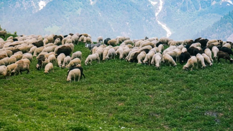Ευλογιά αιγοπροβάτων: Οι 7 απαντήσεις του ΥΠΑΑΤ για τον εμβολιασμό – Τι ισχύει (και τι όχι)