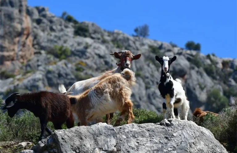 Παράδοξο ΟΠΕΚΕΠΕ: Ετοιμάζει Προκαταβολή για τις Σπάνιες Φυλές του 2025 ενώ Χρωστάει Ακόμα το 2024 – «Τελεσίγραφο» για τα Χειρόγραφα Μητρώα