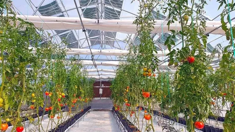 Αύξηση παραγωγικότητα έως 40% σε καλλιέργειες με τη χρήση οργανικών φωτοβολταϊκών