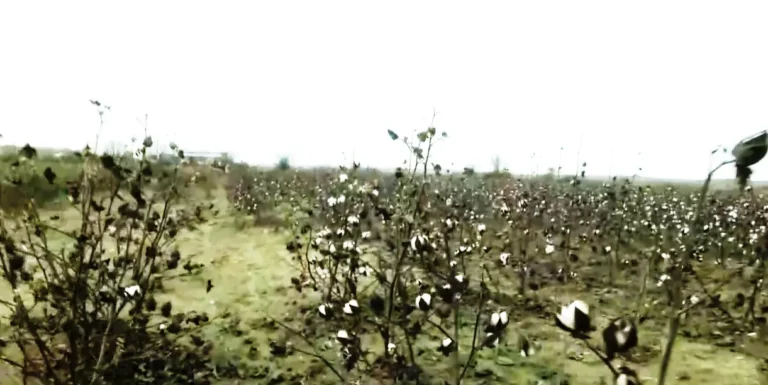 «Καραμέλα»: Το Φαινόμενο που «Σάπισε» το Βαμβάκι στον Έβρο – Ζημιές έως 80%, Ανοιχτή η Πλατφόρμα του ΕΛΓΑ