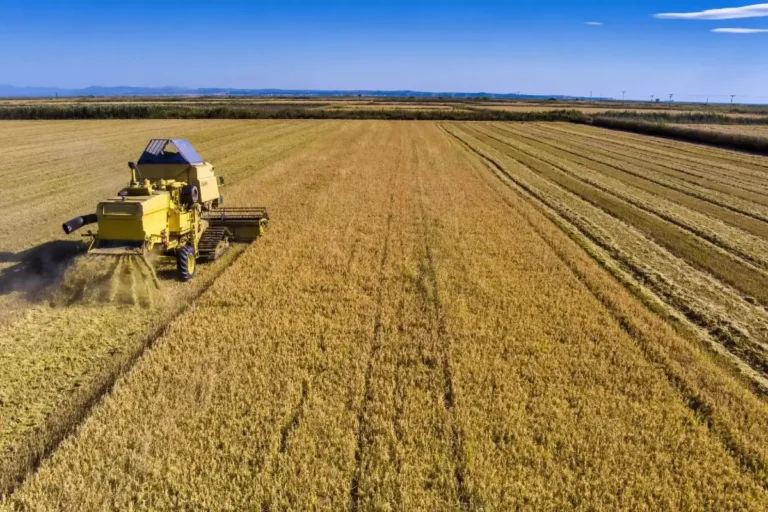 Σκληρό Σιτάρι: «Βουτιά» στις τιμές και μείωση εκτάσεων – Στα 21 λεπτά η τιμή παραγωγού