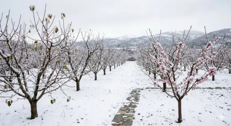 De Minimis: «Κλείδωσαν» οι αποζημιώσεις για τον Παγετό του 2021 – Δείτε τα ποσά ανά στρέμμα και τους δικαιούχους (ΦΕΚ)