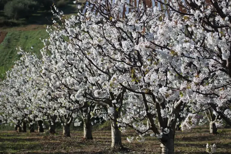 «Ψυχρολουσία» για Χιλιάδες Δενδροκαλλιεργητές: Εκτός Αποζημιώσεων Μήλα και Κεράσια – Πληρωμές από… Πάσχα