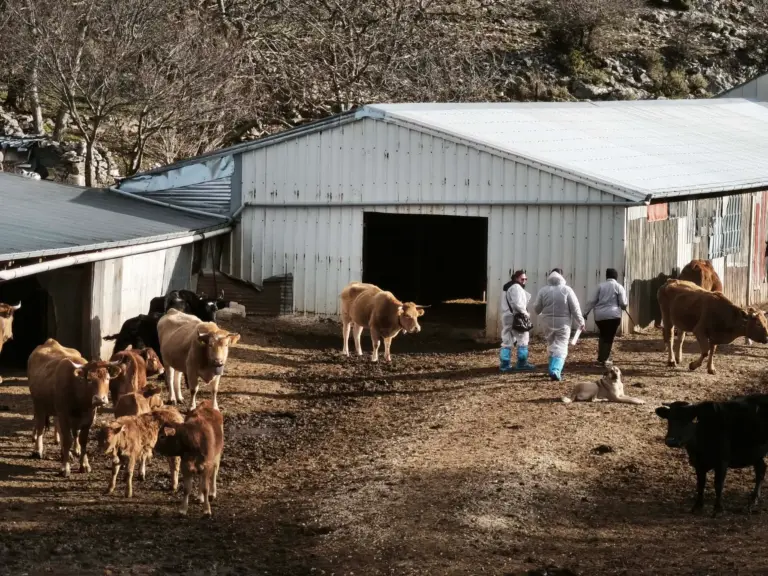 «Έφοδος» ΟΠΕΚΕΠΕ στα Γιάννενα: 16 Ελεγκτές έκαναν «Φύλλο και Φτερό» 8 Κτηνοτροφικές Μονάδες