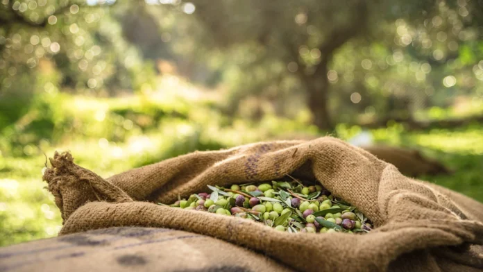 Ελαιόλαδο: Πώς η Ιταλία και η Ισπανία «θησαυρίζουν» από το ελληνικό λάδι – Χάνονται 300 εκατ. ευρώ κάθε χρόνο