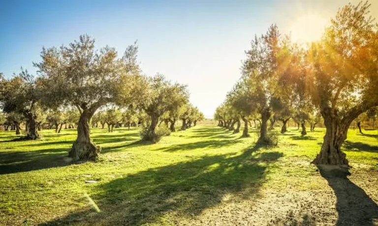 Πήγε να λιπάνει τα ελαιόδεντρά του και τα βρήκε … κομμένα