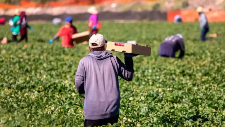 «Ανάσα» για τα εργατικά χέρια: 94.240 μετακλήσεις το 2026 – Πόσοι εργάτες γης εγκρίθηκαν (ΦΕΚ)
