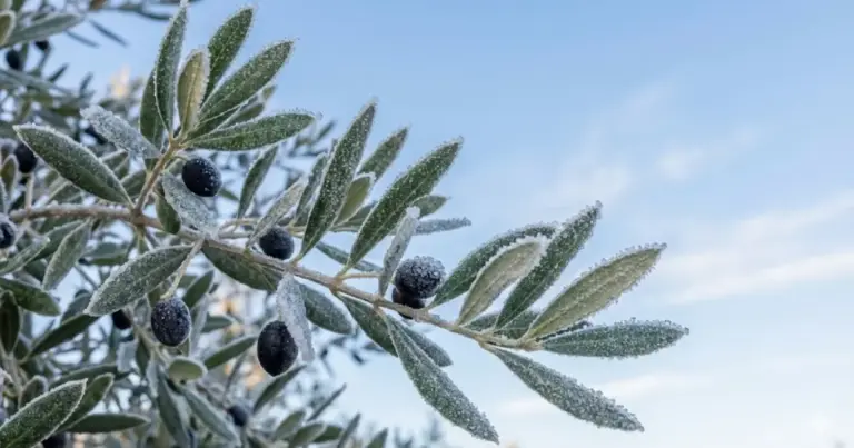 Καιρός: «Σκωτσέζικο ντους» για τις καλλιέργειες – Από τους -13°C και τα χιόνια, άλμα στους 18°C από την Παρασκευή