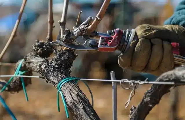 Χειμερινό Κλάδεμα Αμπελιού: Ο πλήρης οδηγός – Πότε και πώς γίνεται σωστά